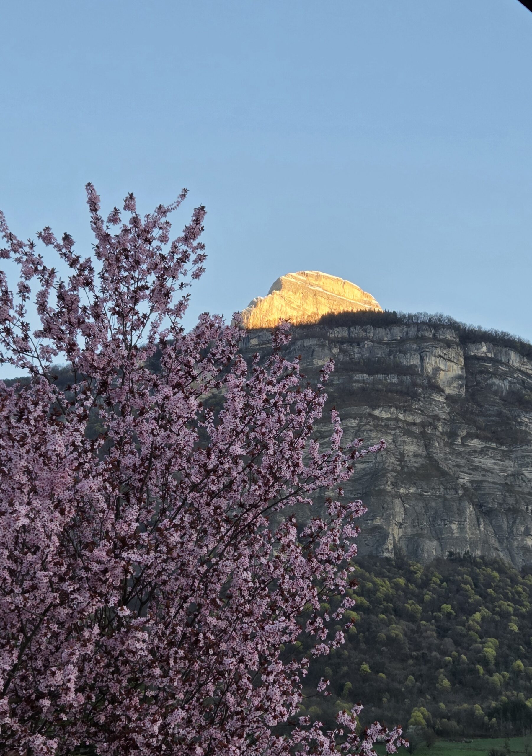 🌸Les bienfaits de la réflexologie au printemps🌸